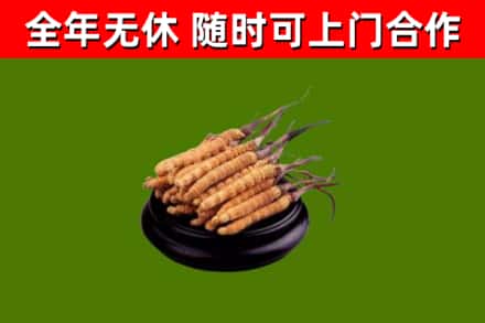 鹤岗回收散虫草
